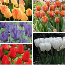 Day 100'lü 10 Farklı Mix Tulip Seed Lale Tohumu + 10'lu Kırmızı Gül Çiçek Tohumu