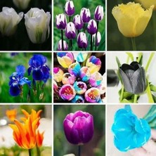 Day 50'li 10 Farklı Mix Tulip Seed Lale Tohumu + 10'lu Kırmızı Begonya Çiçek Tohumu