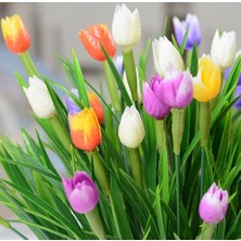 Day 50'li 10 Farklı Mix Tulip Seed Lale Tohumu + 10'lu Kırmızı Gül Çiçek Tohumu