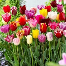 Day 50'li 10 Farklı Mix Tulip Seed Lale Tohumu + 10'lu Kırmızı Küpe Çiçek Tohumu