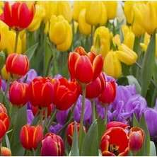 Day 10'lu 10 Farklı Renk Mix Tulip Seed Lale Tohumu + 10'lu Kırmızı Küpe Çiçek Tohumu