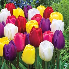 Day 100'lü 10 Farklı Mix Tulip Seed Lale Tohumu + 10'lu Kırmızı Papatya Çiçek Tohumu