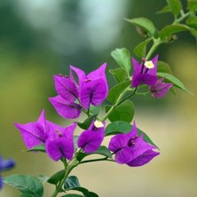Serada Decor Plant Begonvil Sarmaşığı - Mor (Bougainvillea Alexandra)