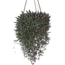 Karla Botanik Yakut Kolyesi Çiçeği