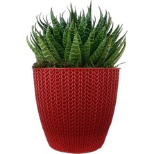 Karla Botanik Aloe Cristata Kırmızı Sümela Saksıda