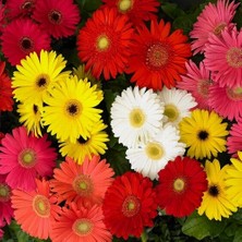 Day 10'lu 10 Farklı Renk Buz Çiçeği Tohumu + 10'lu Kırmızı Orkide Çiçek Tohumu