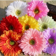 Day 50'li 10 Farklı Renk Buz Çiçeği Tohumu + 10'lu Kırmızı Küpe Çiçek Tohumu