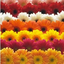 Day 100'lü 10 Farklı Renk Buz Çiçeği Tohumu + 10'lu Kırmızı Küpe Çiçek Tohumu