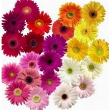 Day 50'li 10 Farklı Renk Buz Çiçeği Tohumu + 10'lu Kırmızı Gül Çiçek Tohumu