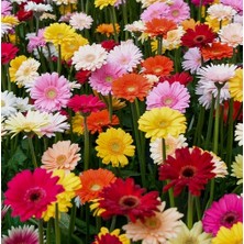 Day 10'lu 10 Farklı Renk Buz Çiçeği Tohumu + 10'lu Kırmızı Çuha Çiçek Tohumu