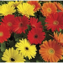 Day 25'li 10 Farklı Renk Buz Çiçeği Tohumu + 10'lu Kırmızı Orkide Çiçek Tohumu