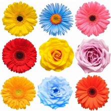 Day 10'lu 10 Farklı Renk Buz Çiçeği Tohumu + 10'lu Kırmızı Gül Çiçek Tohumu