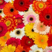 Day 25'li 10 Farklı Renk Buz Çiçeği Tohumu + 10'lu Kırmızı Antoryum Çiçek Tohumu