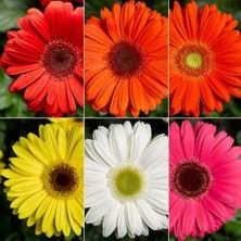 Day 50'li 10 Farklı Renk Buz Çiçeği Tohumu + 10'lu Kırmızı Çuha Çiçek Tohumu