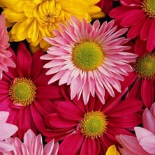 Day 100'lü 10 Farklı Renk Buz Çiçeği Tohumu + 10'lu Kırmızı Papatya Çiçek Tohumu