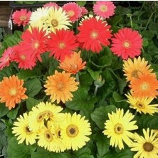 Day 100'lü 10 Farklı Renk Buz Çiçeği Tohumu + 10'lu Kırmızı Çuha Çiçek Tohumu