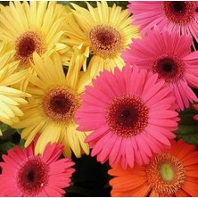 Day 25'li 10 Farklı Renk Buz Çiçeği Tohumu + 10'lu Kırmızı Gül Çiçek Tohumu