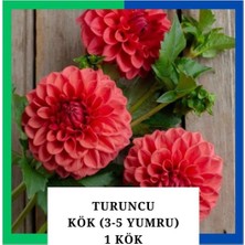 Tokasya Yıldız Çiçeği (Dahlia) Soğanı - Turuncu (4-5 Yumru) 1 Kök