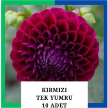 Tokasya Yıldız Çiçeği (Dahlia) Soğanı/yumrusu - Kırmızı 1 Yumru (10 Adet)