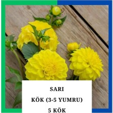 Tokasya Yıldız Çiçeği (Dahlia) Soğanı/yumrusu - Sarı 4-5 Yumru (5 Adet)