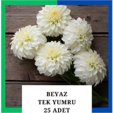 Tokasya Yıldız Çiçeği (Dahlia) Soğanı/yumrusu - Beyaz 1 Yumru (25 Adet)