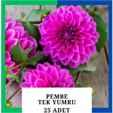 Tokasya Yıldız Çiçeği (Dahlia) Soğanı/yumrusu - Pembe 1 Yumru (25 Adet)