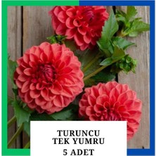 Tokasya Yıldız Çiçeği (Dahlia) Soğanı/yumrusu - Turuncu 1 Yumru (5 Adet)