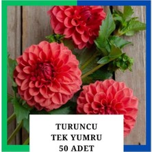 Tokasya Yıldız Çiçeği (Dahlia) Soğanı/yumrusu - Turuncu 1 Yumru (50 Adet)