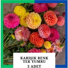 Tokasya Yıldız Çiçeği (Dahlia) Soğanı/yumrusu - Karışık 1 Yumru (5 Adet)