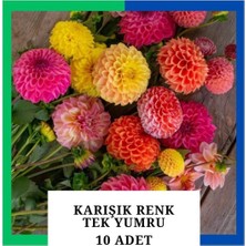 Tokasya Yıldız Çiçeği (Dahlia) Soğanı/yumrusu - Karışık 1 Yumru (10 Adet)