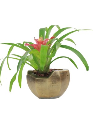 Evene Saksı Çiçek Kaktüs Saksısı Lüx 15 cm Önü Açık Desenli 3'lü Set Çiçeklik