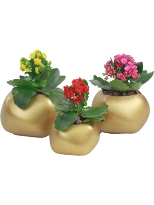 Evene Saksı Çiçek Kaktüs Saksısı Lüx 14 cm Elips Desenli 3'lü Set Çiçeklik