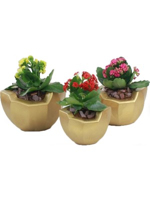 Evene Saksı Çiçek Kaktüs Saksısı Lüx 15 cm Önü Açık Desenli 3'lü Set Çiçeklik