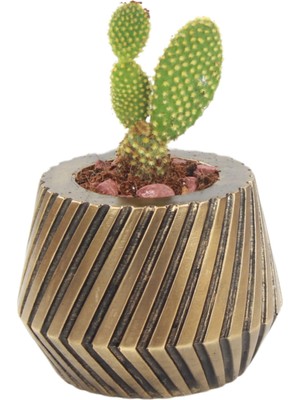 Evene Saksı Çiçek Kaktüs Saksısı Lüx 13 cm Mekanik Dişli Desen Saksı Çiçeklik