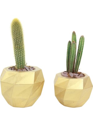 Evene Saksı Çiçek Kaktüs Saksısı Lüx 15 cm Boyalı Burgulu Desen Saksı 2li Set Çiçeklik