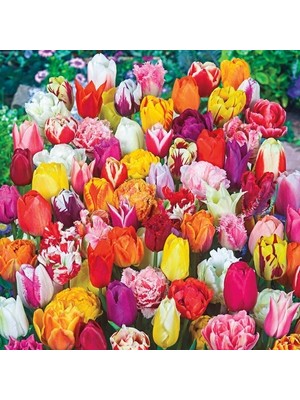 Day 50'li 10 Farklı Mix Tulip Seed Lale Tohumu + 10'lu Kırmızı Papatya Çiçek Tohumu