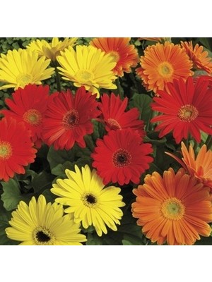 Day 25'li 10 Farklı Renk Garbera Çiçeği Tohumu + 10'lu Kırmızı Gül Çiçek Tohumu