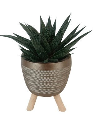 Karla Botanik Gasterhaworthia Royal Princes Gold Damla Saksıda