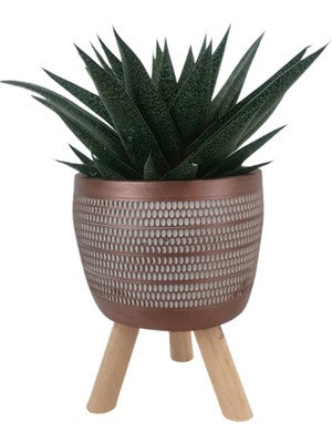 Gasterhaworthia Royal Princes Kiremit Rengi Damla Saksıda