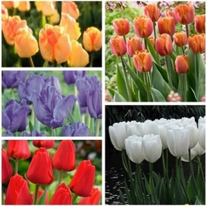 10'lu 10 Farklı Renk Karışık Lale Çiçeği Tohumu + 10'lu Kırmızı Gül Çiçek Tohumu