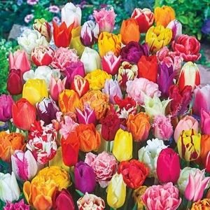 100'lü 10 Farklı Mix Tulip Seed Lale Tohumu + 10'lu Kırmızı Gül Çiçek Tohumu