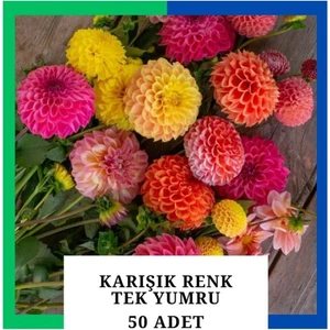 Yıldız Çiçeği (Dahlia) Soğanı/yumrusu - Karışık 1 Yumru (50 Adet)