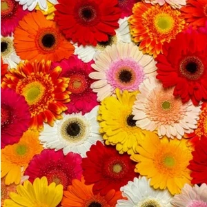 50'li 10 Farklı Renk Buz Çiçeği Tohumu + 10'lu Kırmızı Çuha Çiçek Tohumu