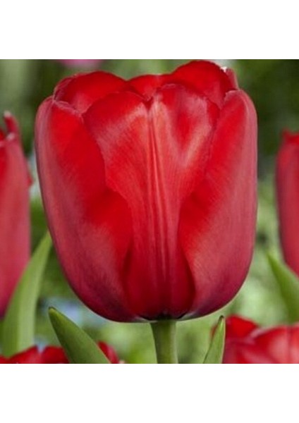 100'lü Kırmızı Renk Lale Çiçeği Tohumu + 10'lu Hollanda Gülü Çiçek Tohumu