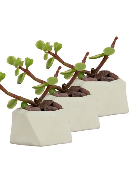 Mini Çiçek Saksı Küçük Sukulent Kaktüs Saksısı 3'lü Set Mini Poly 2