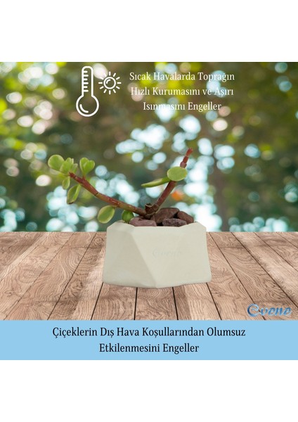 Mini Çiçek Saksı Küçük Sukulent Kaktüs Saksısı 3'lü Set Mini Poly 2