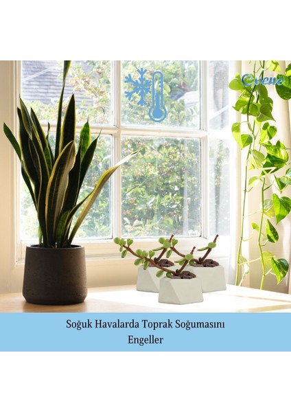 Mini Çiçek Saksı Küçük Sukulent Kaktüs Saksısı 3'lü Set Mini Poly 2