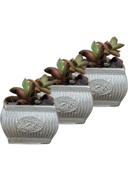 Mini Çiçek Saksı Küçük Sukulent Kaktüs Saksısı 3'lü Set Mini Çizgili Çiçekli