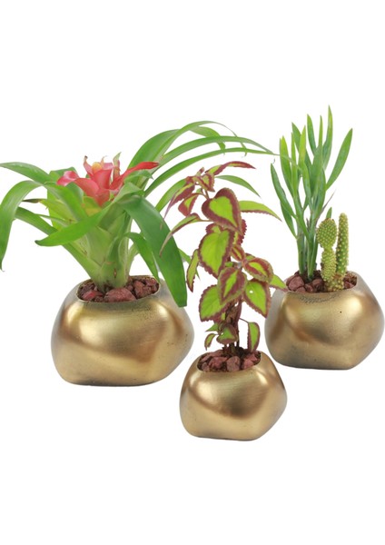Saksı Çiçek Kaktüs Saksısı Lüx 14 cm Elips Desenli 3'lü Set Çiçeklik