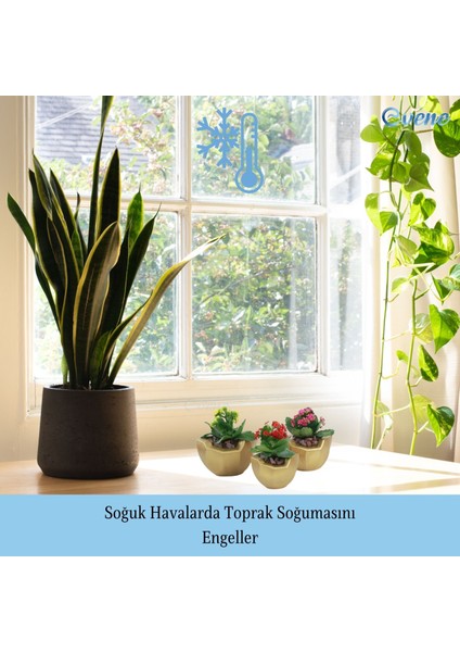 Saksı Çiçek Kaktüs Saksısı Lüx 11,5 cm Önü Açık Desen Saksı Çiçeklik